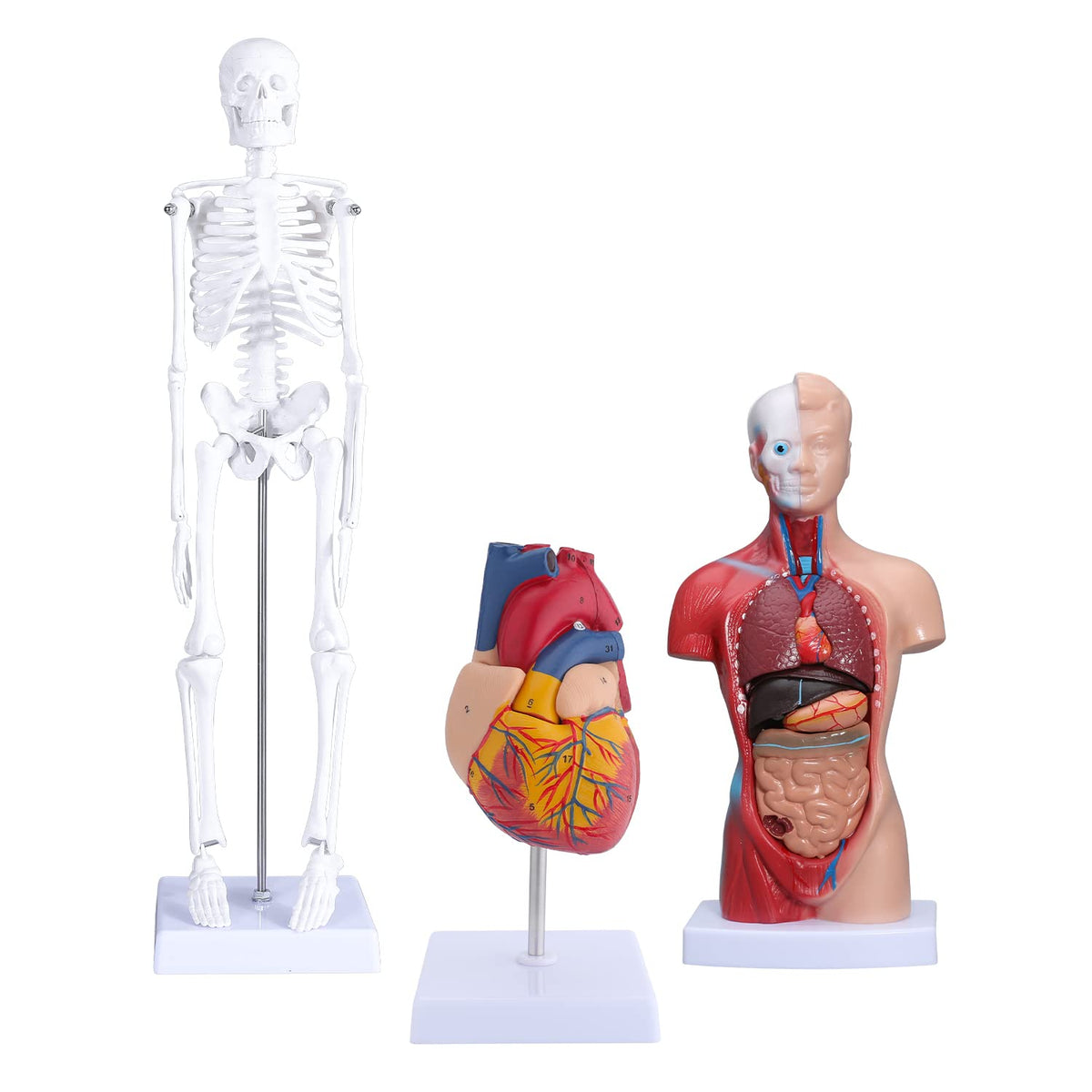 Human Skeleton Model Mini Painted Anatomy with Heart Nerves Arteries Removable Arms & Legs 85cm B70359