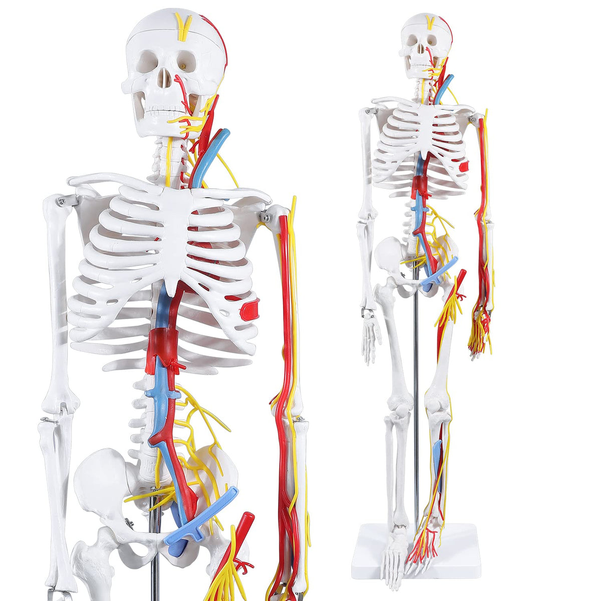 Human Skeleton Model Mini Painted Anatomy with Heart Nerves Arteries Removable Arms & Legs 85cm B70359