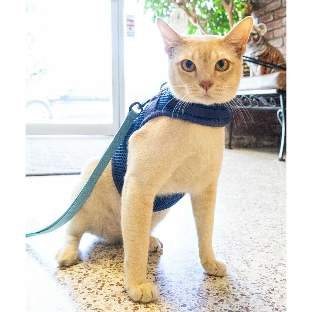 Martingale Cat Harness M6792