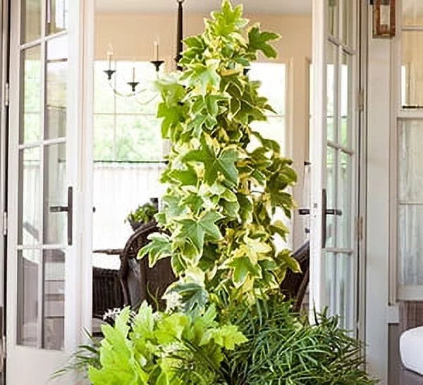 Evergreen Vine with Variegated Green and White Foliage 3 Gallon Z9888