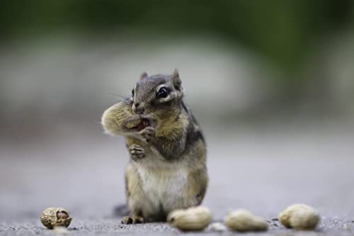 Extra Large Peanuts J207