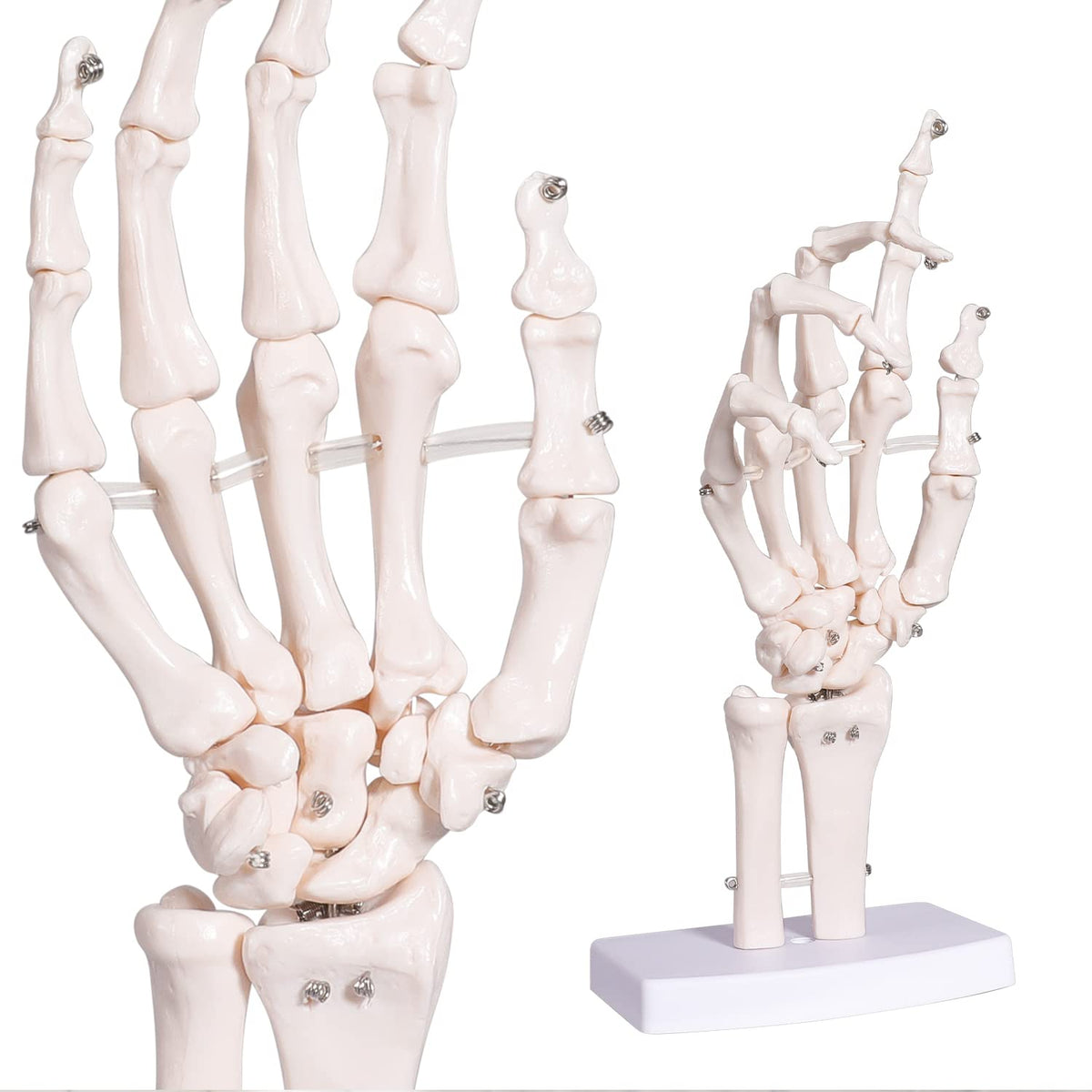 Human Skeleton Model Mini Painted Anatomy with Heart Nerves Arteries Removable Arms & Legs 85cm B70359