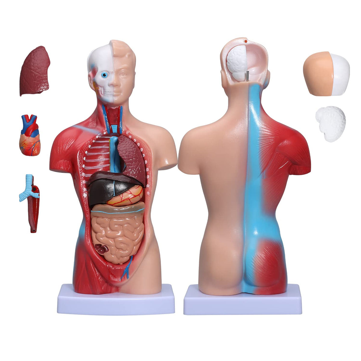 Human Skeleton Model Mini Painted Anatomy with Heart Nerves Arteries Removable Arms & Legs 85cm B70359
