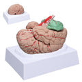 Human Skeleton Model Mini Painted Anatomy with Heart Nerves Arteries Removable Arms & Legs 85cm B70359