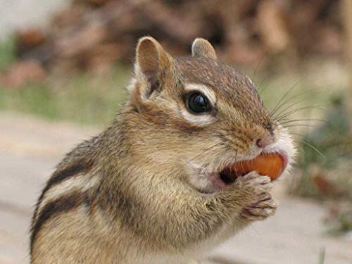 Extra Large Peanuts J207
