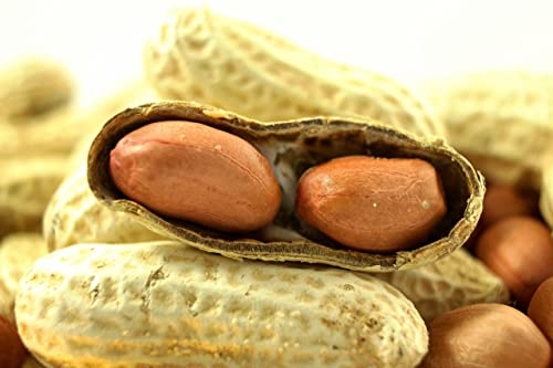 Extra Large Peanuts J207