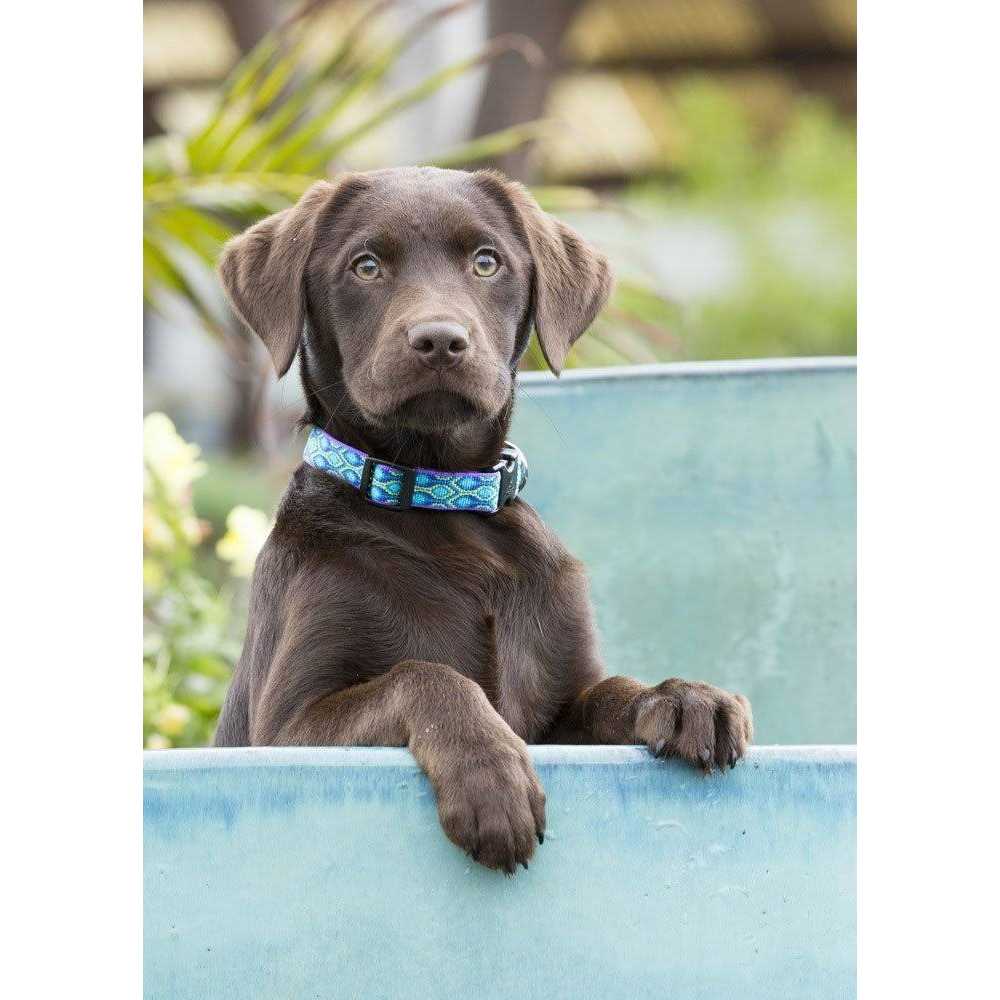 Dog Collar L4184