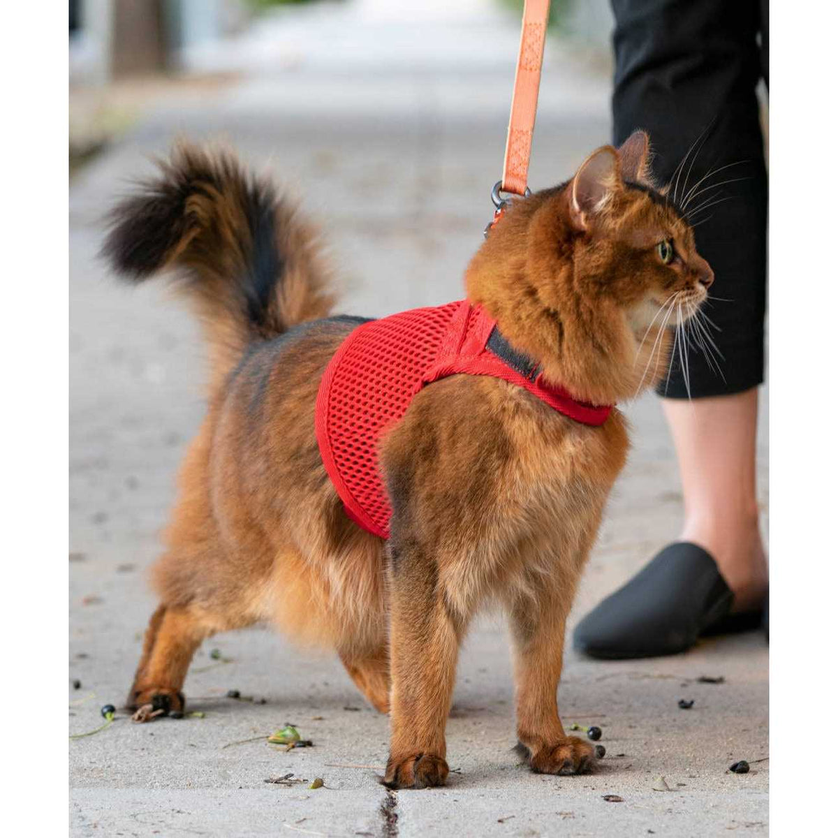 Martingale Cat Harness M6792