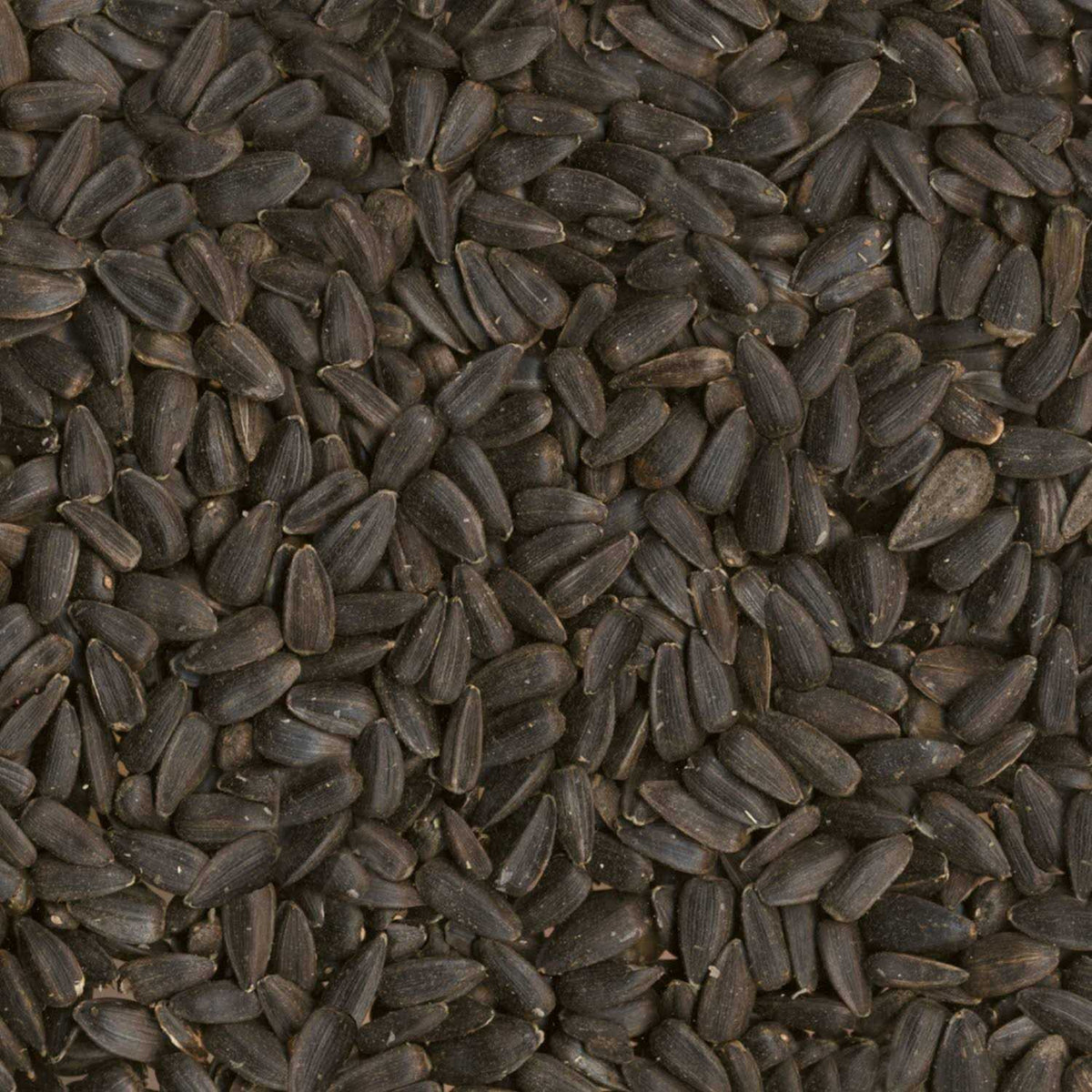 Black Oil Sunflower Seed Wild Bird Food V2111